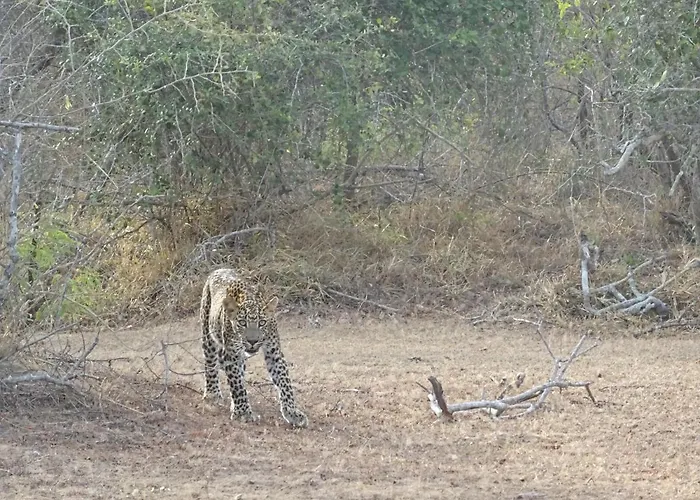 Wadula Safari - Yala